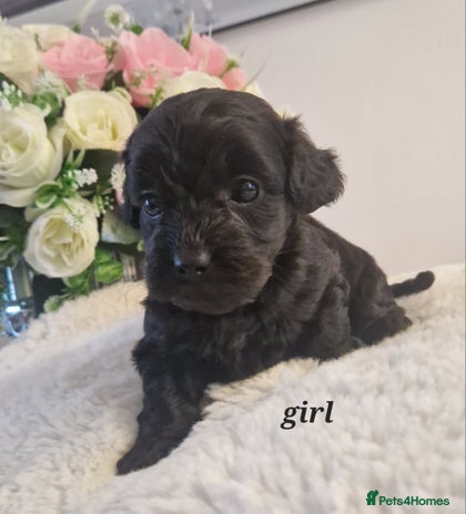 Doxiepoo dogs Daxipoo - Advert 16