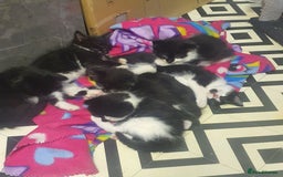 Mixed Breed cats for sale: Beautiful Black & White Tuxedo Kittens - Image 3