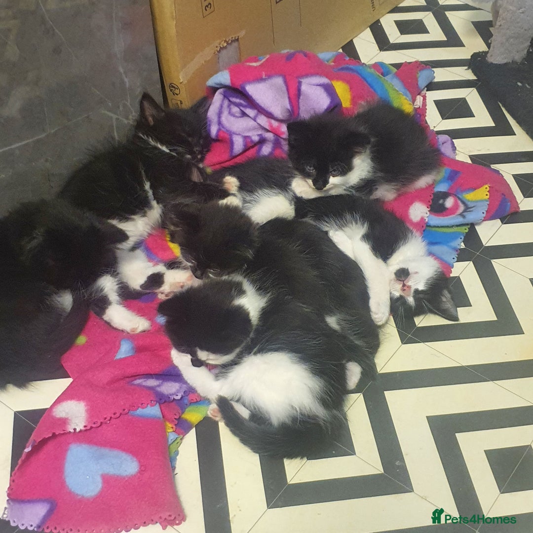 Mixed Breed cats for sale: Beautiful Black & White Tuxedo Kittens - Image 3