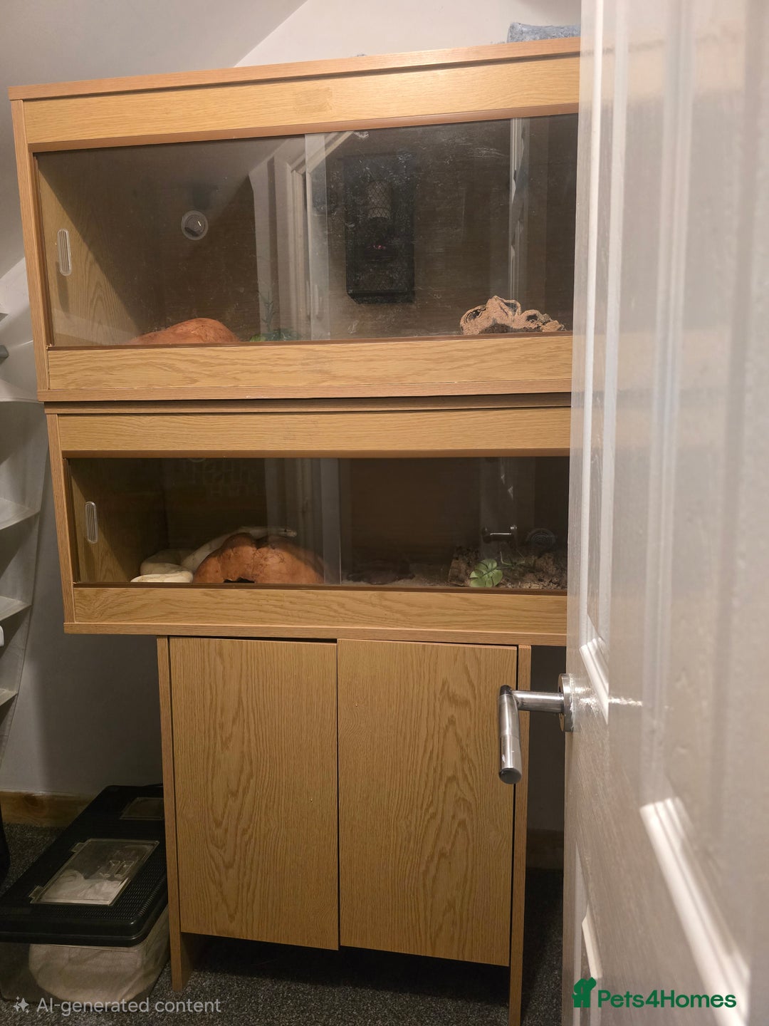 Python Snake reptiles for sale: 2 x Royal (Ball) Pythons, Banana Fire and Mystic - Advert 8