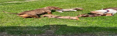 Miniature Dachshund 2