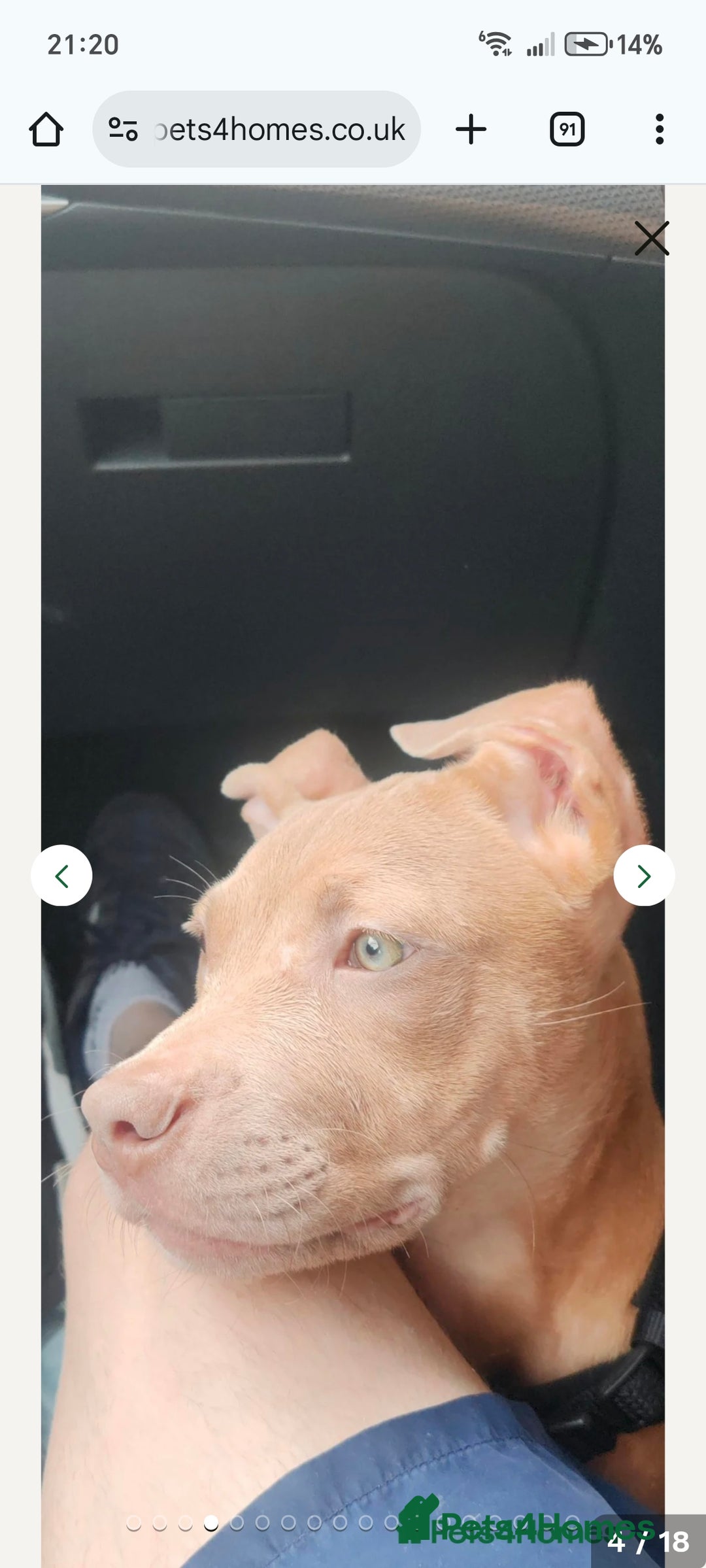 Mixed Breed dogs for sale: 10 month pup looking for forever loving home  - Advert 15