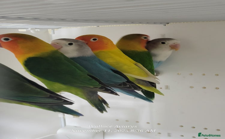 Budgerigars birds - Advert 14