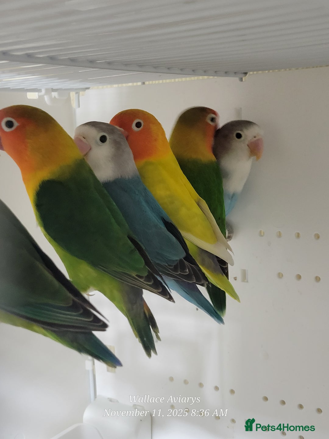 Budgerigars birds for sale: Lovebirds and budgies  - Image 1