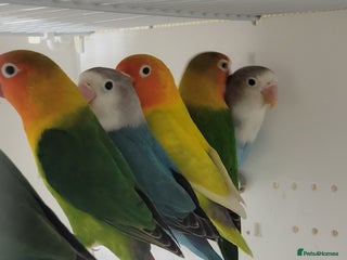 Budgerigars birds Lovebirds and budgies - Advert 9