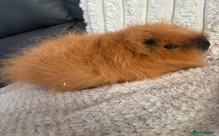 Guinea Pig rodents - Advert 11
