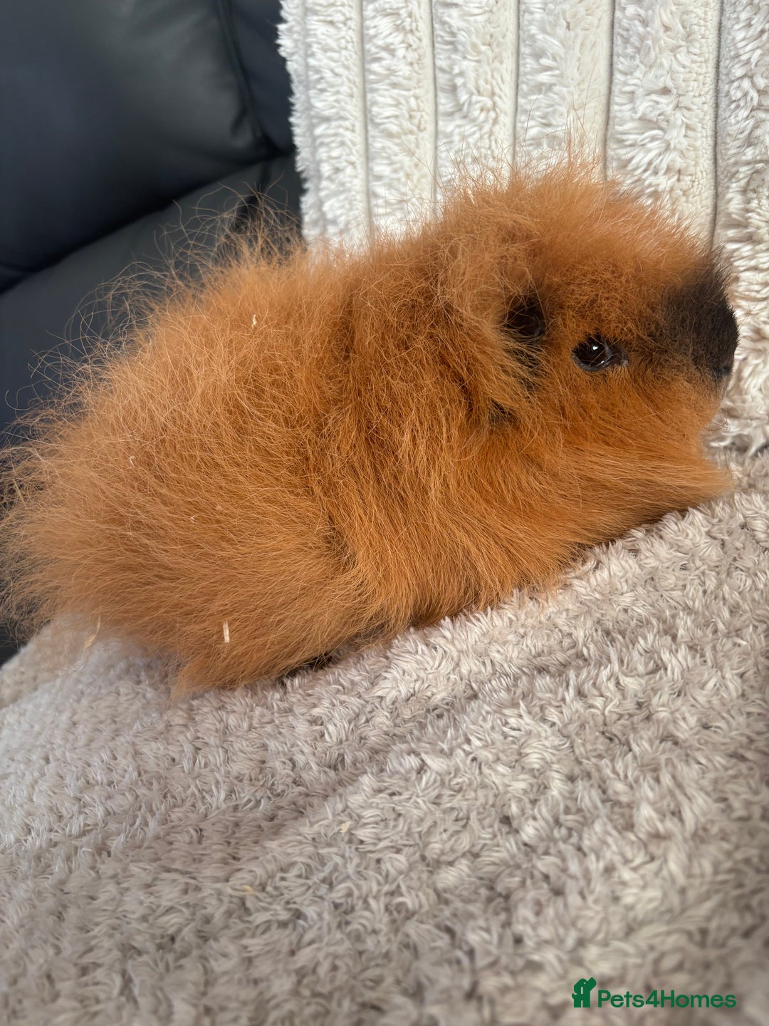 Guinea Pig rodents for sale: Guinea pigs for sale  - Image 2