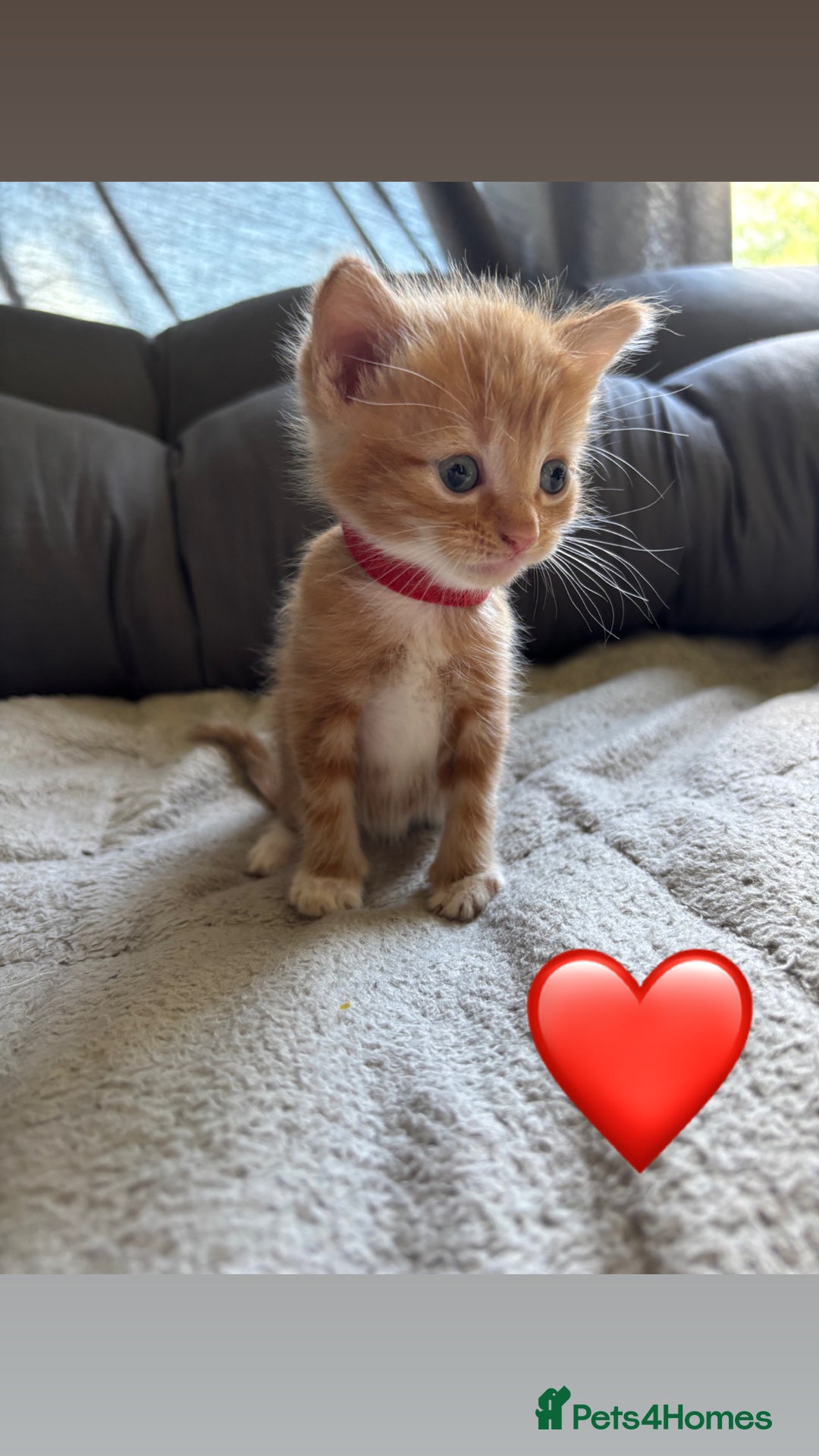 Mixed Breed cats for sale: Beautiful kittens for sale - Image 11