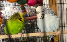 Budgerigars birds for sale: Two beautiful budgies - Image 1