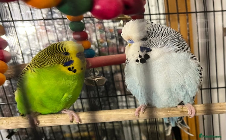 Budgerigars birds - Advert 1