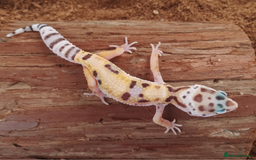 Leopard Gecko reptiles for sale: Beautiful Leopard Gecko Babies – Ready Now! - Image 7