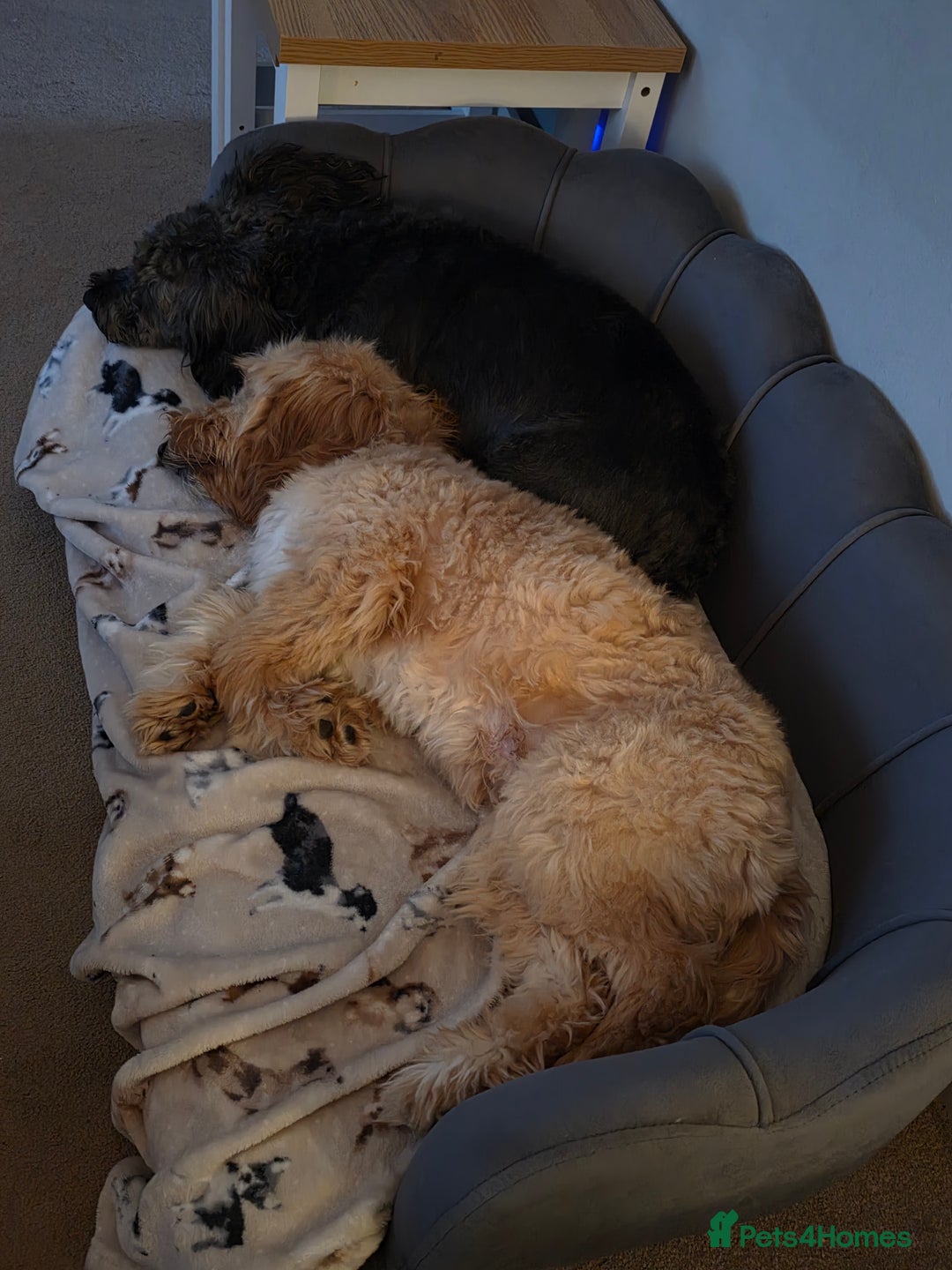 Cockapoo dogs for sale: 7 month old Benson  - Advert 5