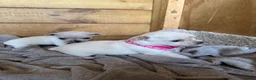Chihuahua dogs for sale: 🐾Adorable chihuahua puppys ready!! - Advert 17