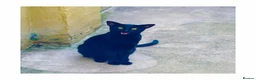 Oriental cats for sale: BEAUTIFUL PANTHER BLACK ORIENTAL PEDIGREE CAT - Advert 3
