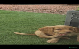 Cockapoo dogs for sale: Cockapoo puppys for sale - Image 19