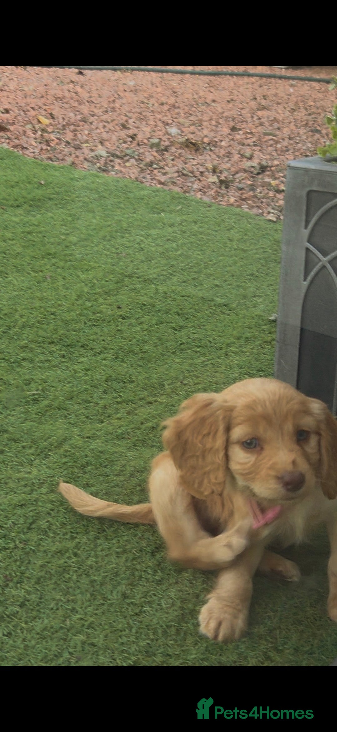 Cockapoo dogs for sale: Cockapoo puppys for sale - Image 19