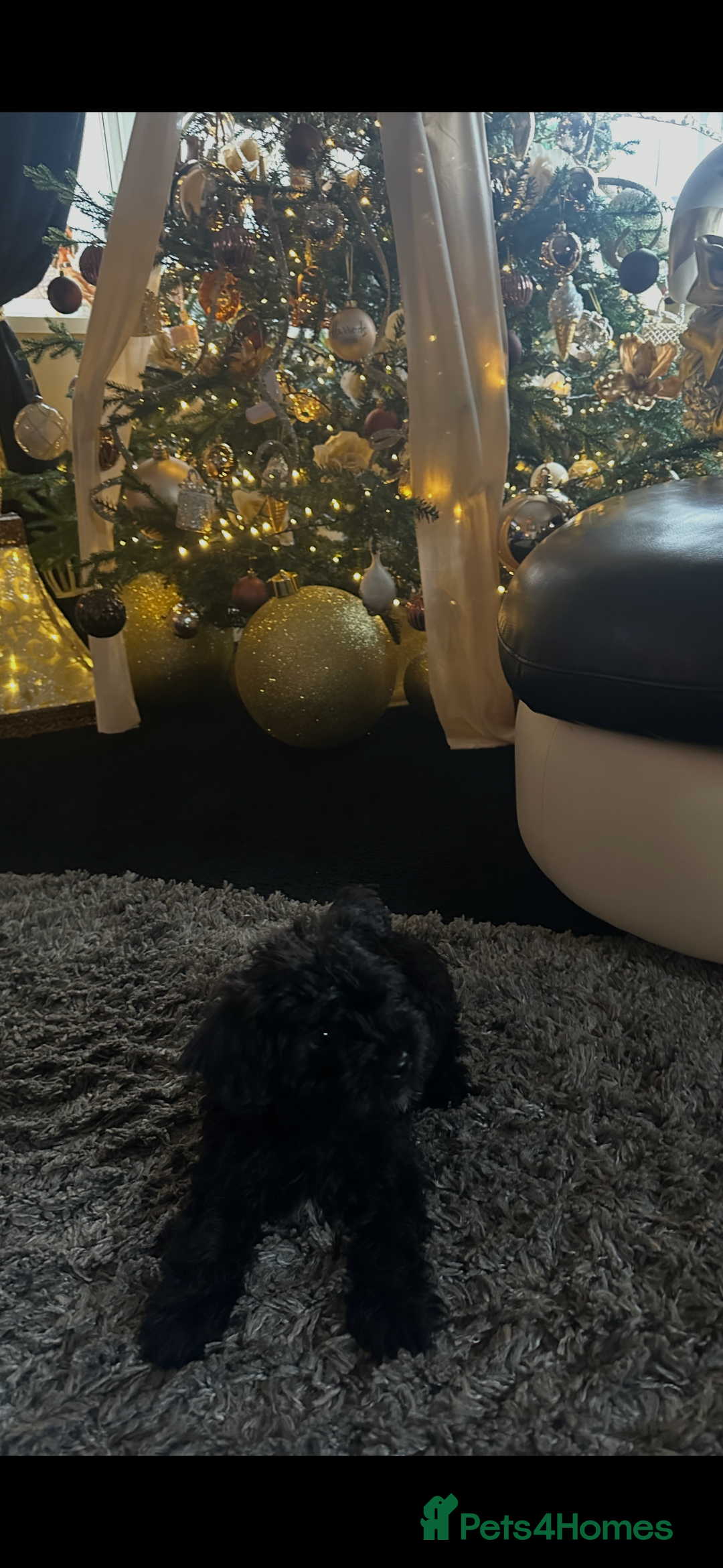 Yorkiepoo dogs for sale: Yorkiepoo Puppys - Advert 4