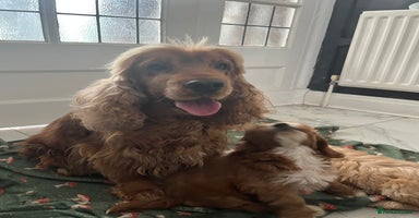 Cockapoo dogs - Advert 12