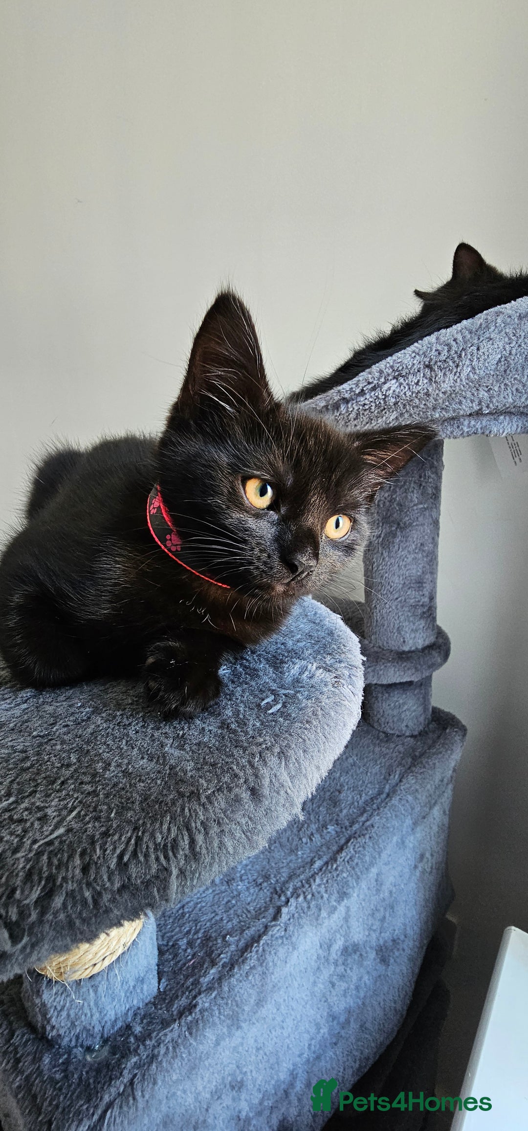 Mixed Breed cats for sale: 2 black famele kittens  - Image 8