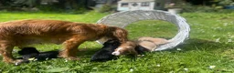 Cocker Spaniel dogs for sale: Pretty RKC Cocker Spaniel pups DNA Health Tested - Advert 4