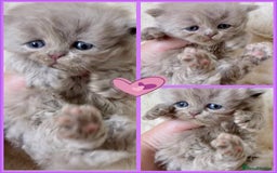 British Longhair cats for sale: Stunning Lilac British Longhair Boy TICA Reg - Image 5