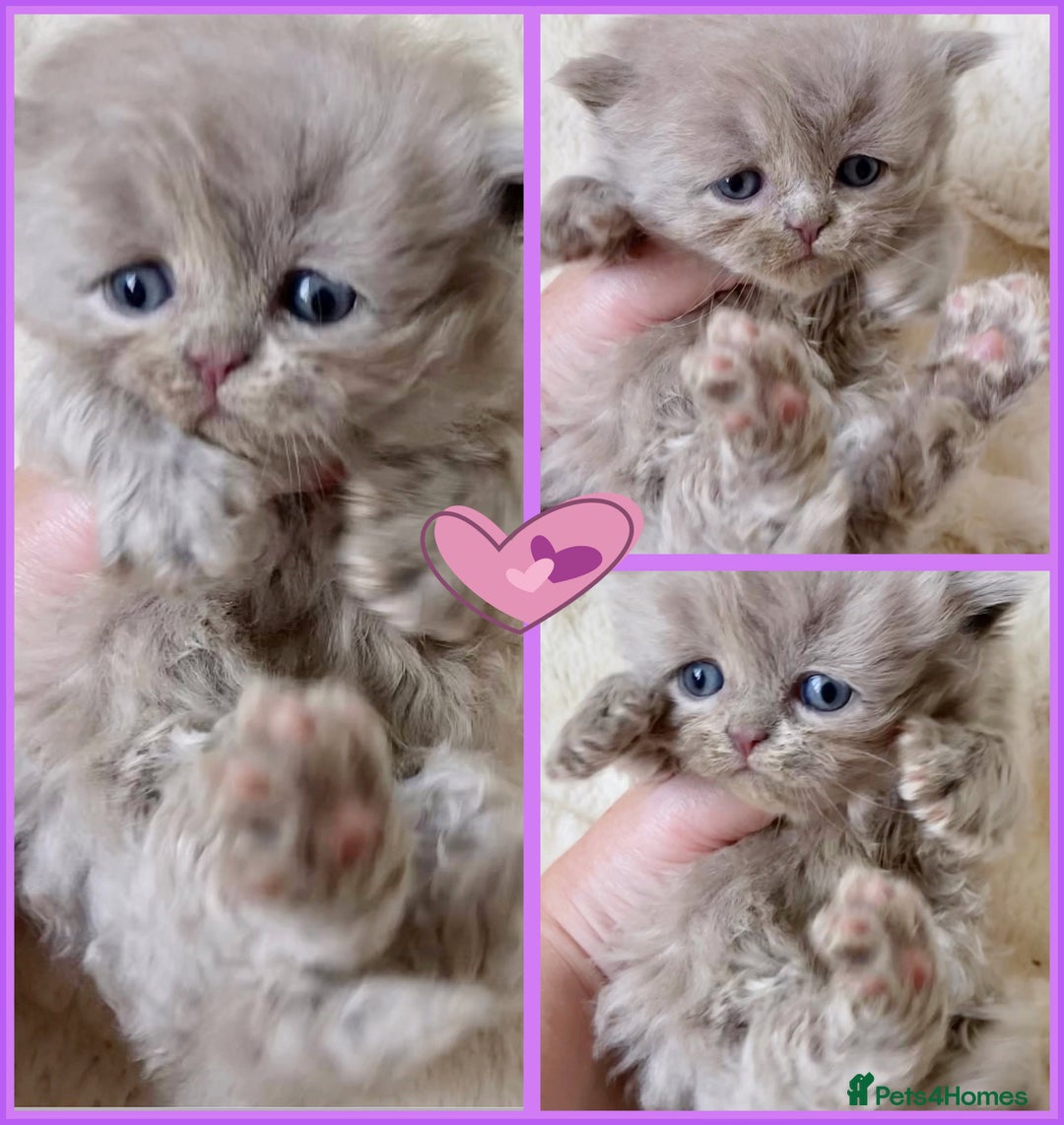 British Longhair cats for sale: Stunning Lilac British Longhair Boy TICA Reg - Image 5