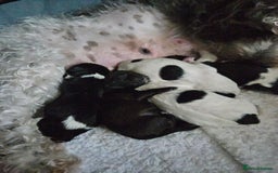 Shihpoo dogs for sale: Shihpoo puppies in Devon ... we're back!  - Image 8