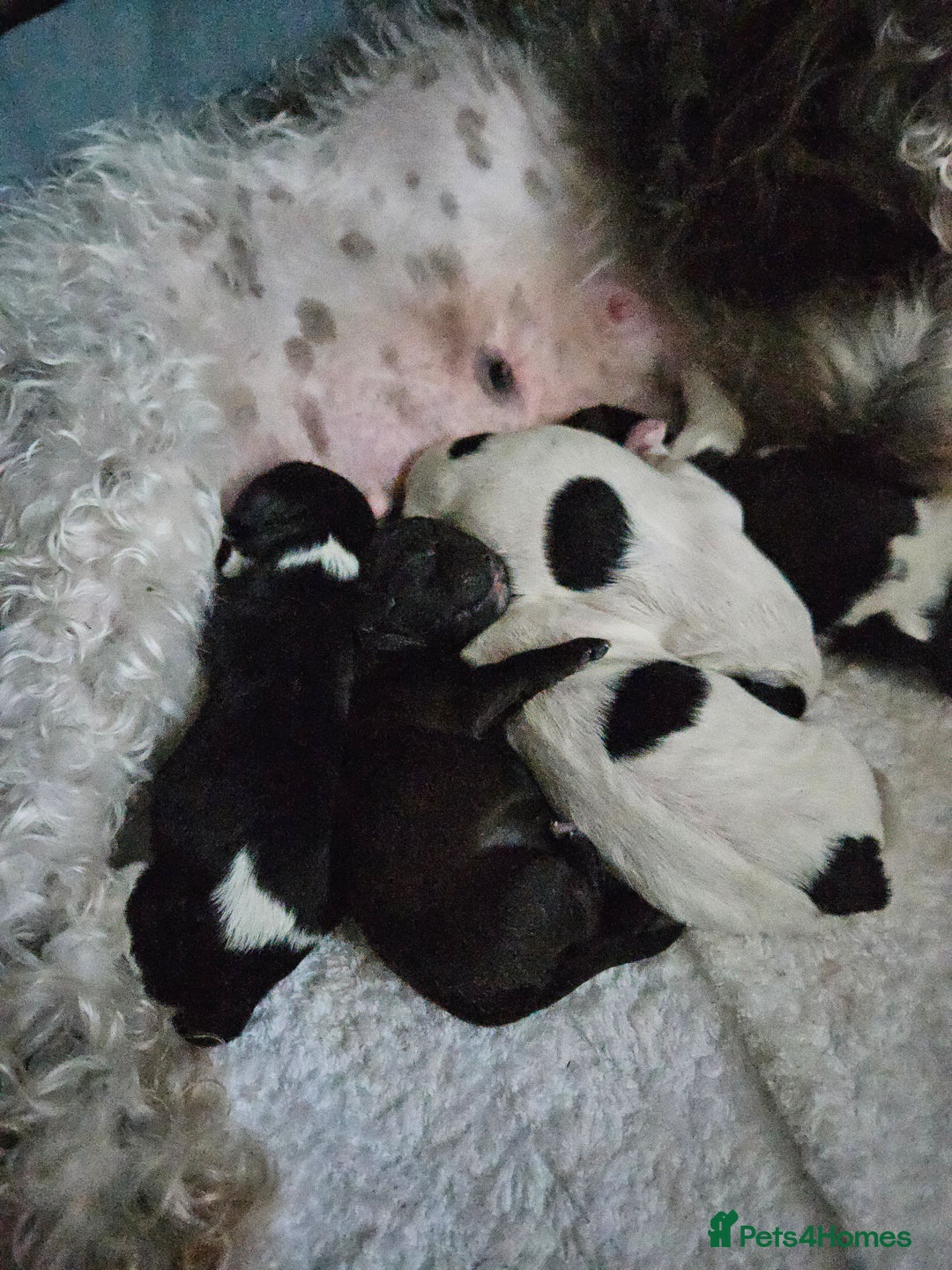 Shihpoo dogs for sale: Shihpoo puppies in Devon ... we're back!  - Image 8