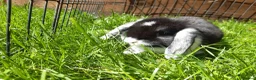 Mini Lop rabbits for sale: Gorgeous Mini Lops  - Advert 26