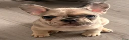 French Bulldog dogs for sale: French Bulldog Puppies - Advert 2