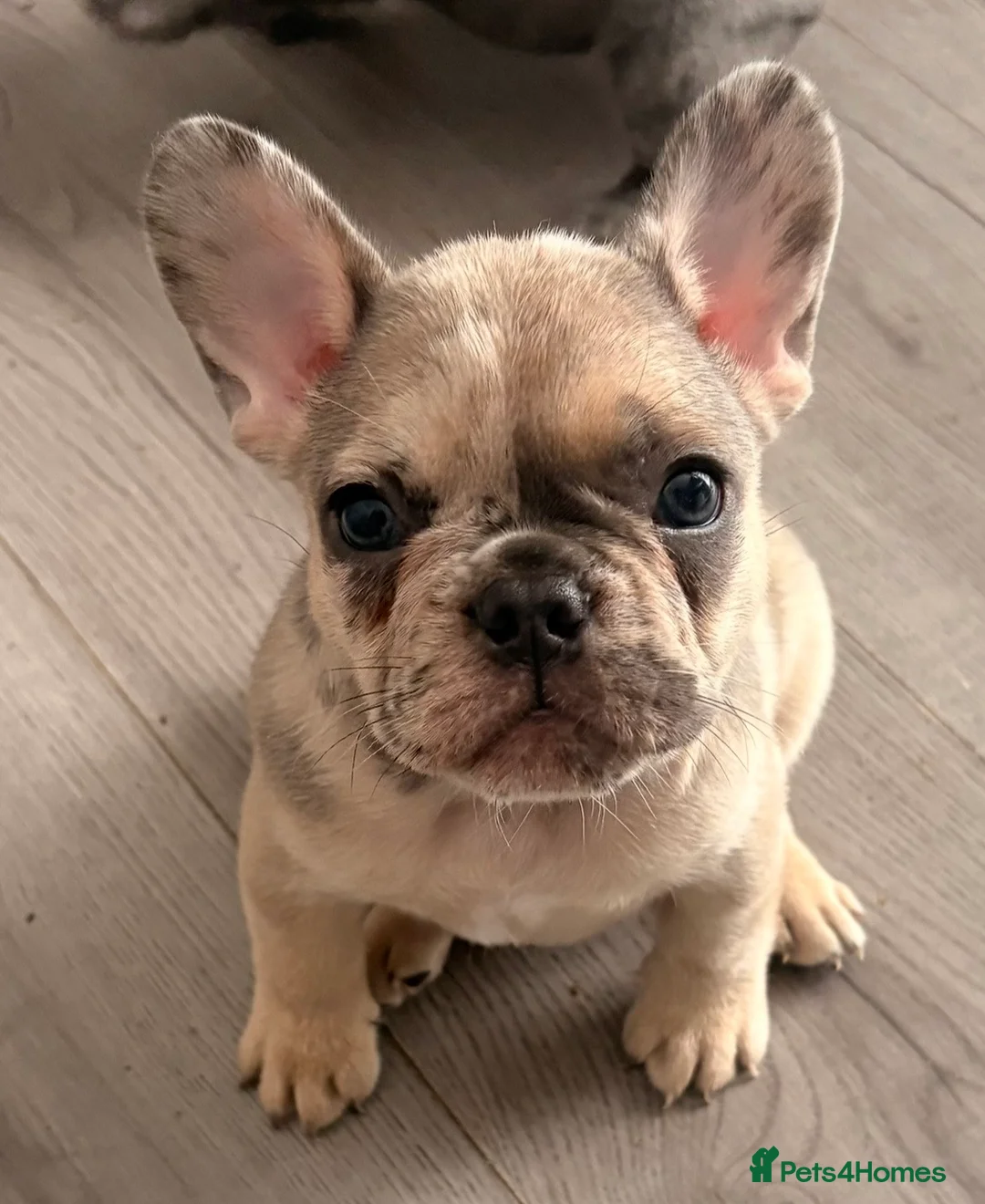 French Bulldog dogs for sale: French Bulldog Puppies - Advert 2