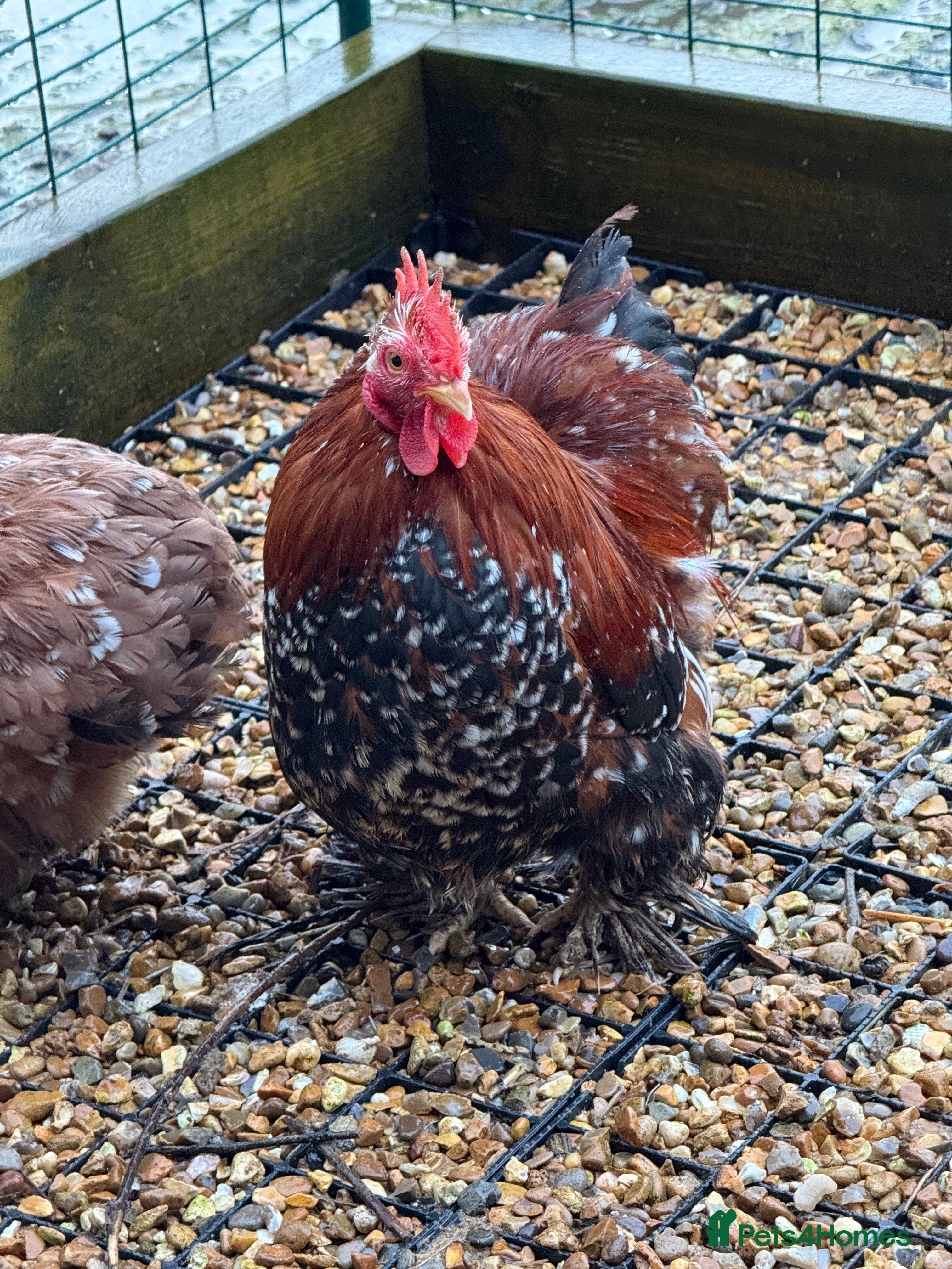 Chickens poultry Beautiful Trios of Pekin bantams - Advert 9