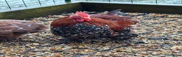 Chickens poultry for sale: Beautiful Trios of Bantams - Advert 14