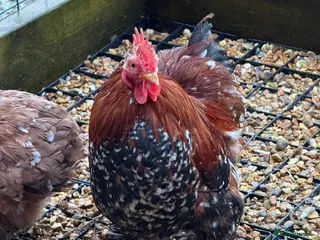 Chickens poultry Beautiful Trios of Pekin bantams - Advert 14