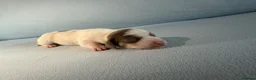 Miniature Dachshund dogs for sale: Quality Miniature Dachshunds - Advert 16