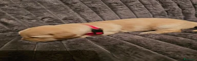 Golden Retriever 5