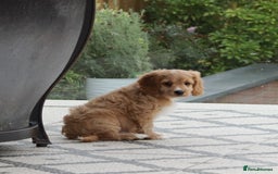 Cavapoo dogs for sale: F1 Cavapoo puppies for sale - Image 23