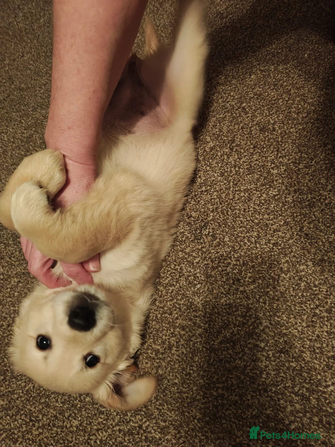 Golden Retriever dogs for sale: Only 5 gorgeous golden retriever puppies left - Advert 9