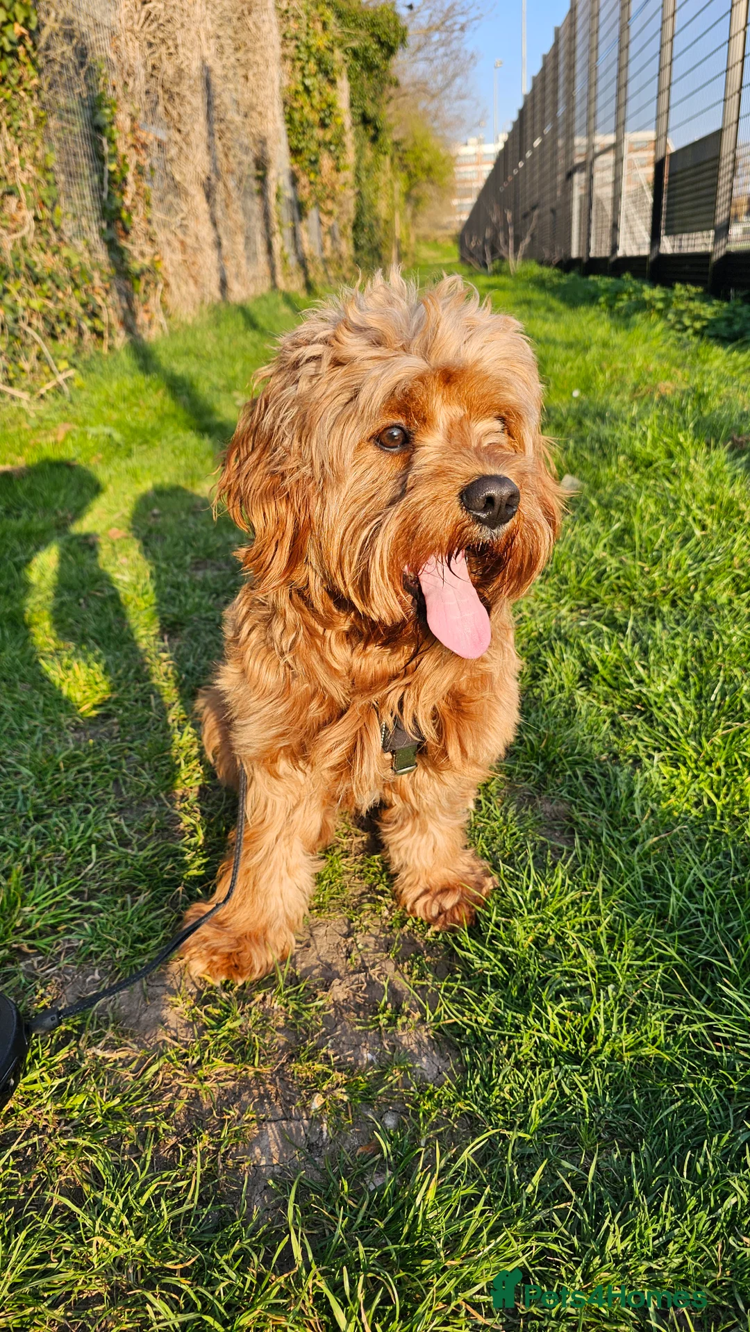 Cavapoo dogs for stud: Cavapoo boy for stud in Portsmouth - Advert 1