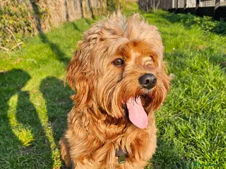 Cavapoo dogs Cavapoo boy for stud - Advert 4