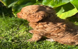 Cockapoo dogs for sale: Beautiful miniature red cockapoo girl puppy  - Image 6