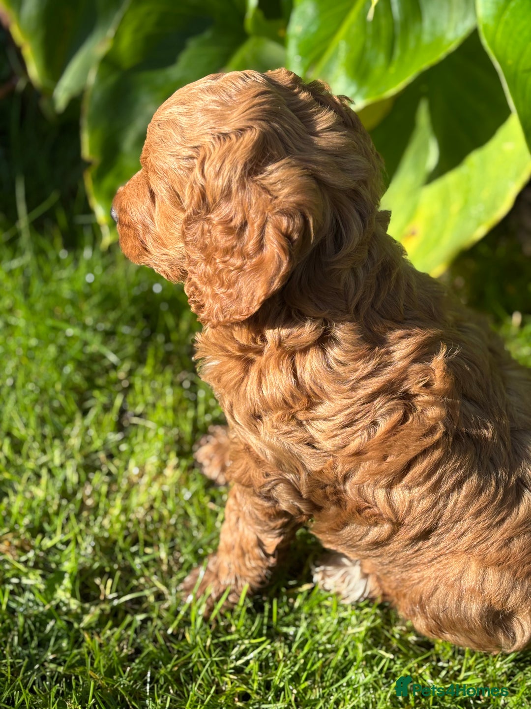 Cockapoo dogs for sale: Beautiful miniature red cockapoo girl puppy  - Image 6