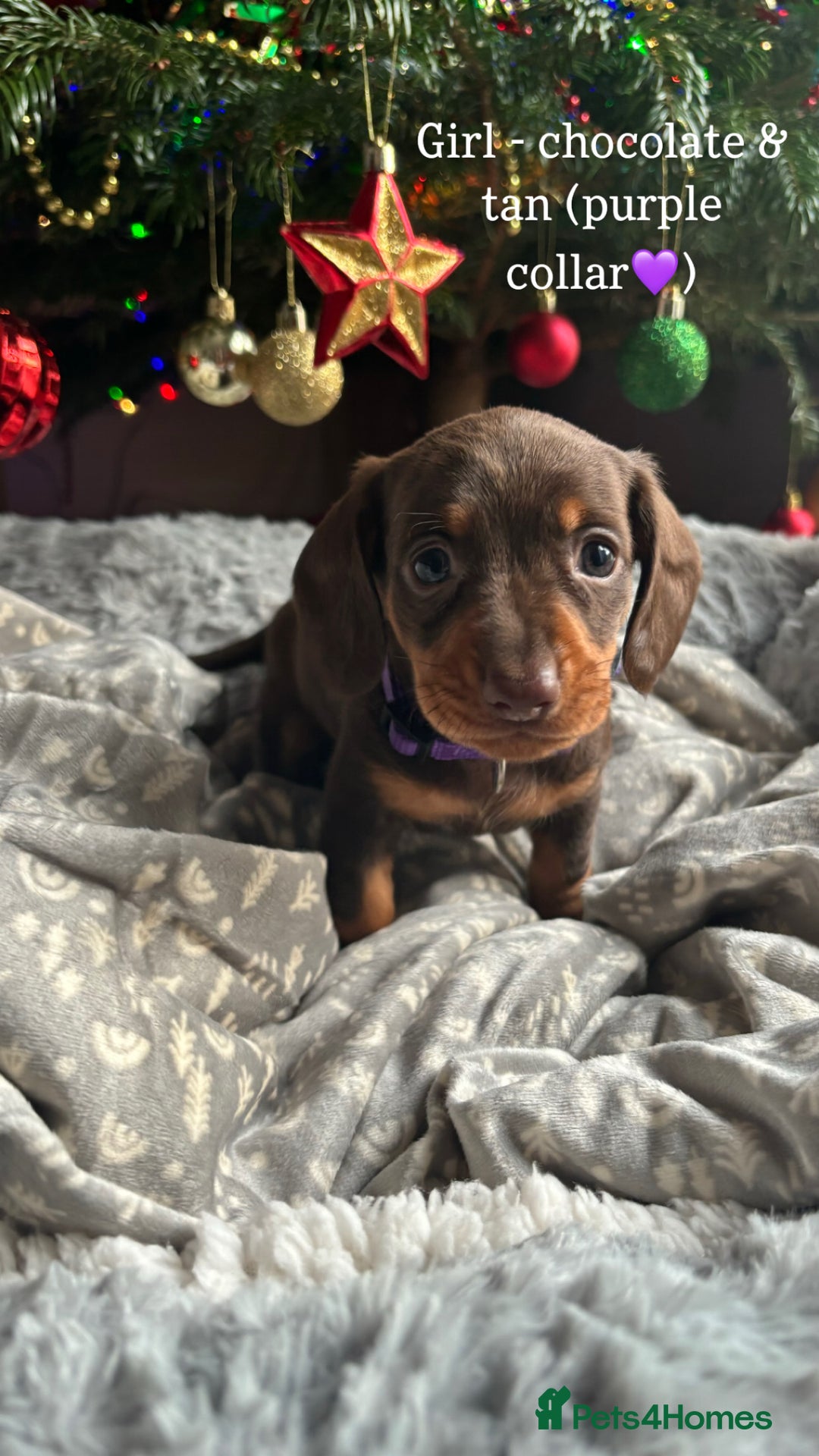 Miniature Dachshund dogs for sale: Last 2 Miniature Dachshund Pups Ready 23rd Dec! - Advert 3