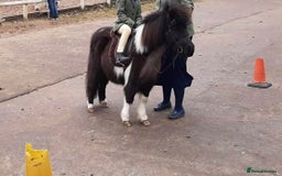 Shetland pony horses for sale: Miniature Shetland Pony. Ideal first pony. - Image 4