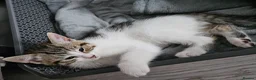 British Shorthair cats for sale: Stunning cross bread unique kitten ready for you. in Croydon - Advert 12