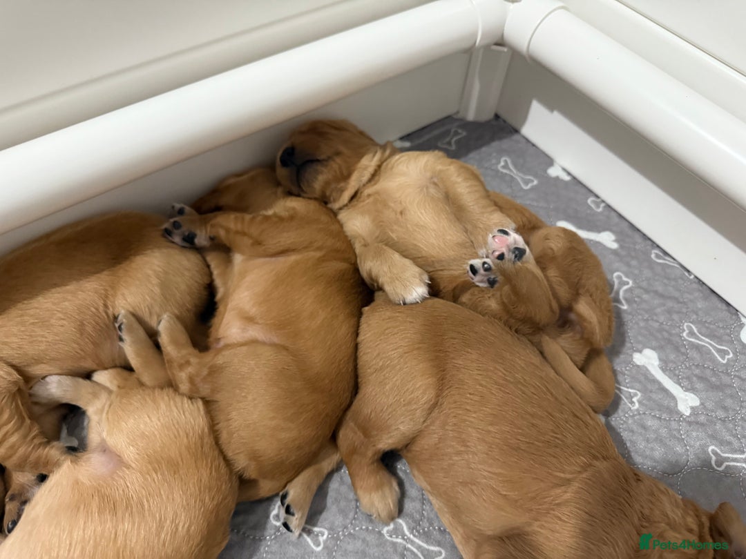 Golden Retriever dogs for sale: Dark Red Golden Retriever Pups  - Image 14