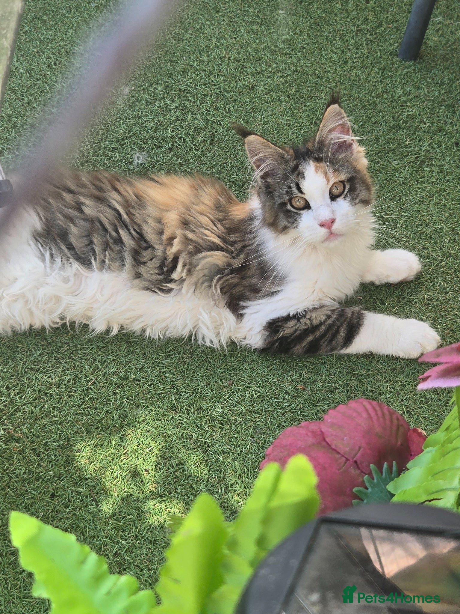 Maine Coon cats Beautiful Mainecoon kittins to sale - Advert 1