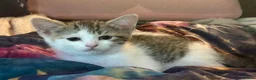 Mixed Breed cats for sale: Kittens looking for forever Homes - Advert 16