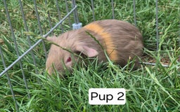 Guinea Pig rodents for sale: Female Silkie x American Guniea pups  - Image 4