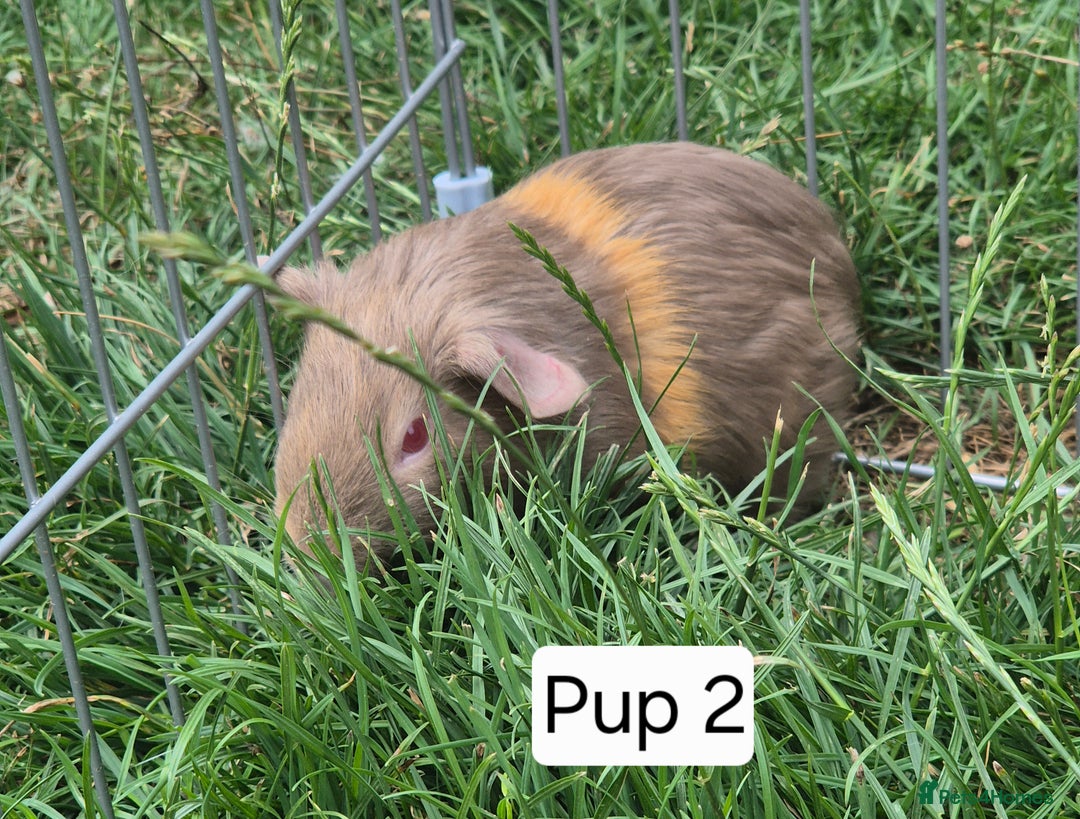 Guinea Pig rodents for sale: Female Silkie x American Guniea pups  - Image 4